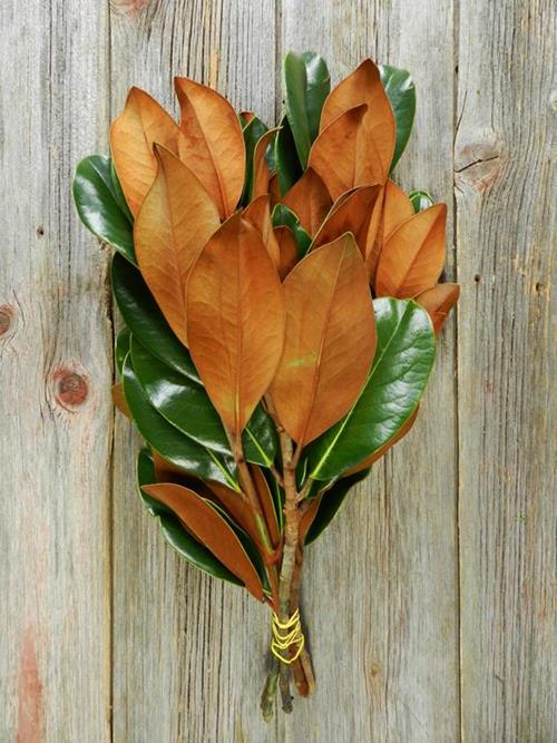 MAGNOLIA   GREENS